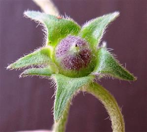  Fruit